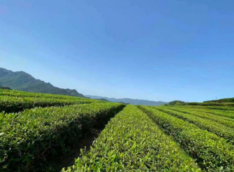 酉阳800宜居贡茶迎来采茶季 万余采茶人走进茶园助推亿元大产业