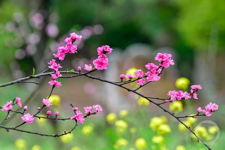 阳春三月桃花开 春色满园游客来