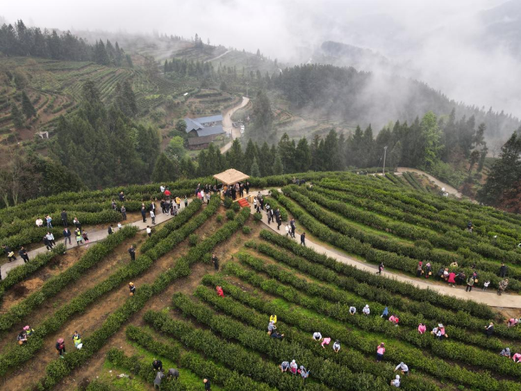 酉阳800与京东开启全方位合作 发展"三品经济"赋能酉阳800加快形成新