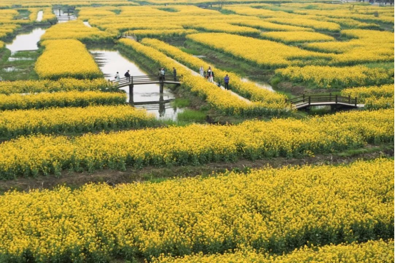 兴化千岛菜花景区图片