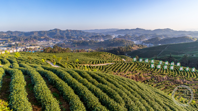 南川水土治理茶香满园