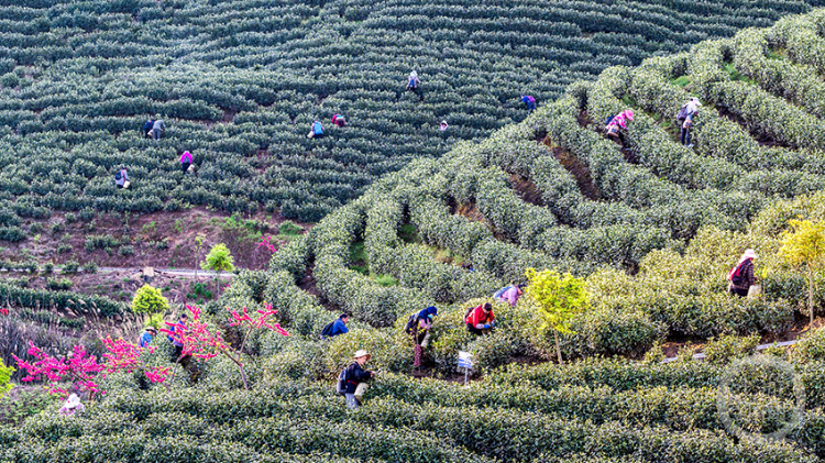 南川水土治理茶香满园