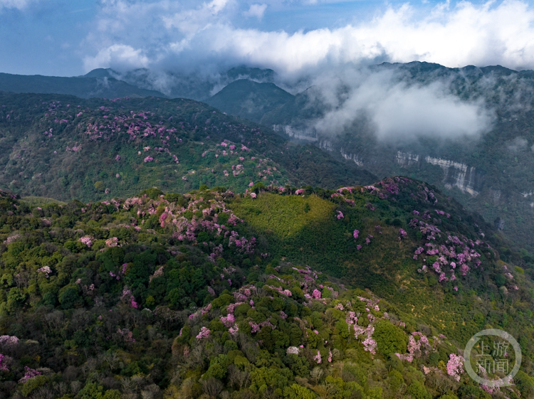 金佛山杜鹃花海图片