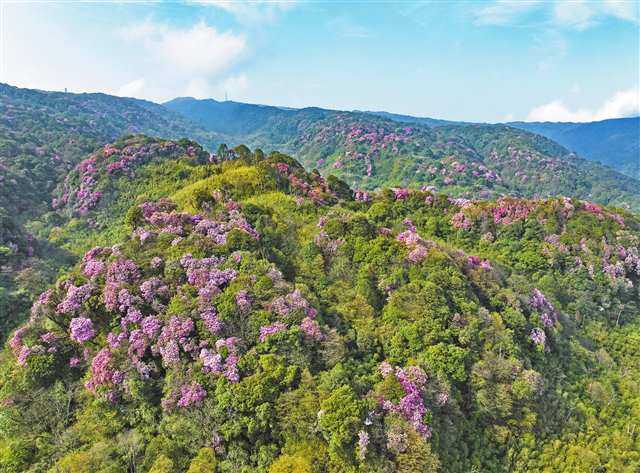 重庆南川区金佛山杜鹃花开万紫千红迎客来
