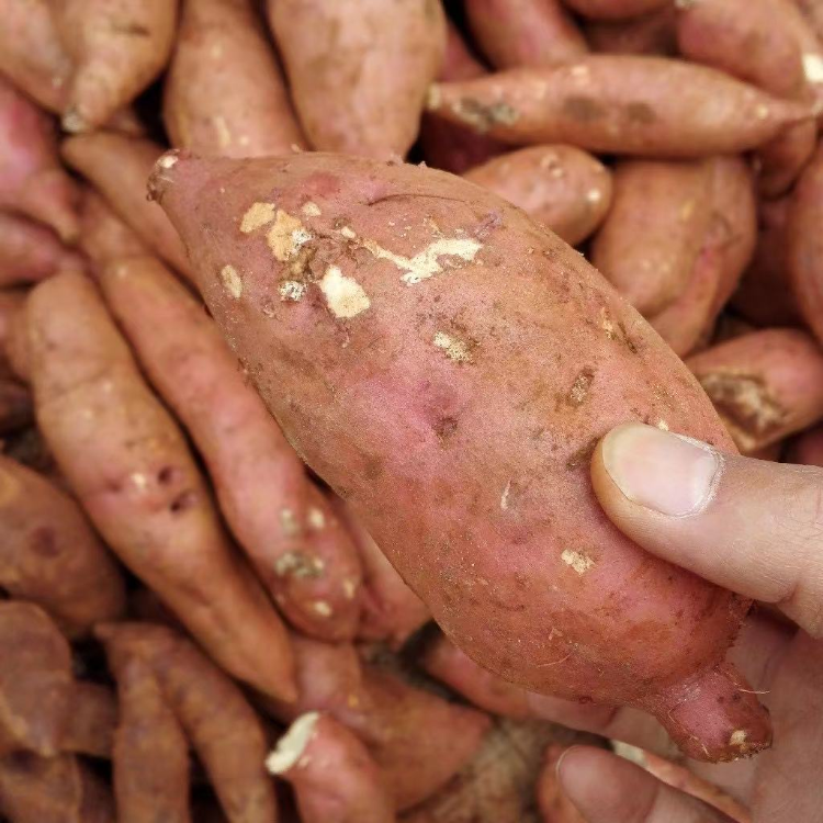 石强强调,打造"中国苕粉之都",是彭水作为"中华薯业大县"推动红薯产业