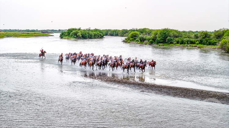 盛夏时节,在新疆昭苏湿地公园大批伊犁马到河里饮水洗澡,踏浪前行