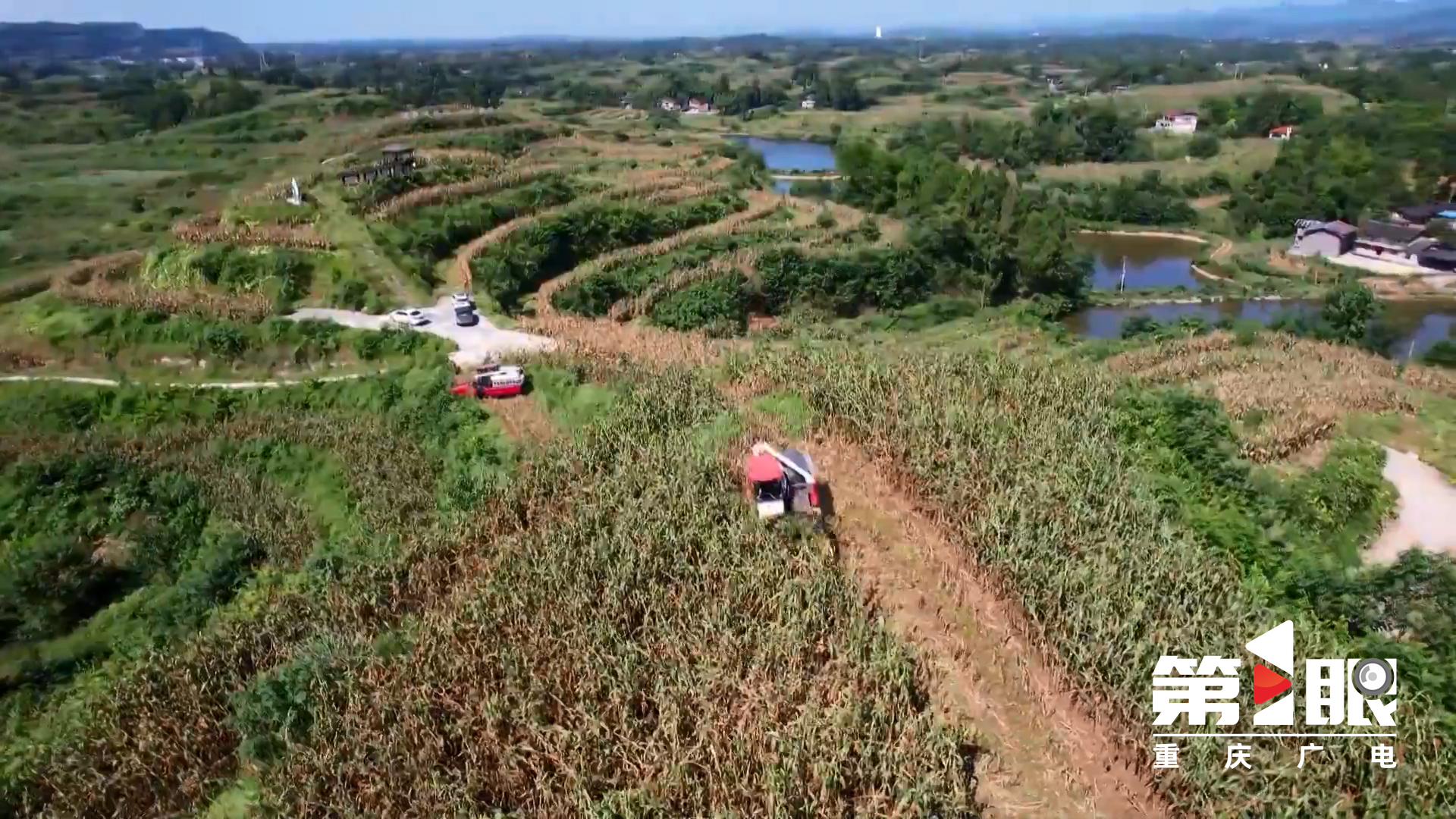 垫江:2.5万亩高粱开始机收