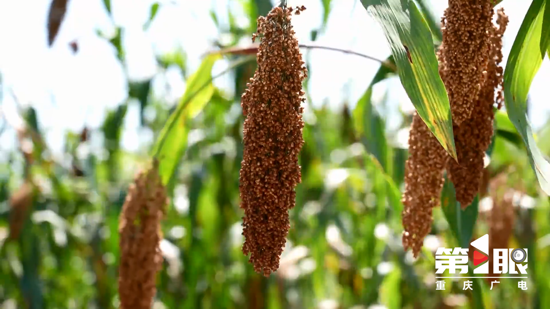 垫江:2.5万亩高粱开始机收