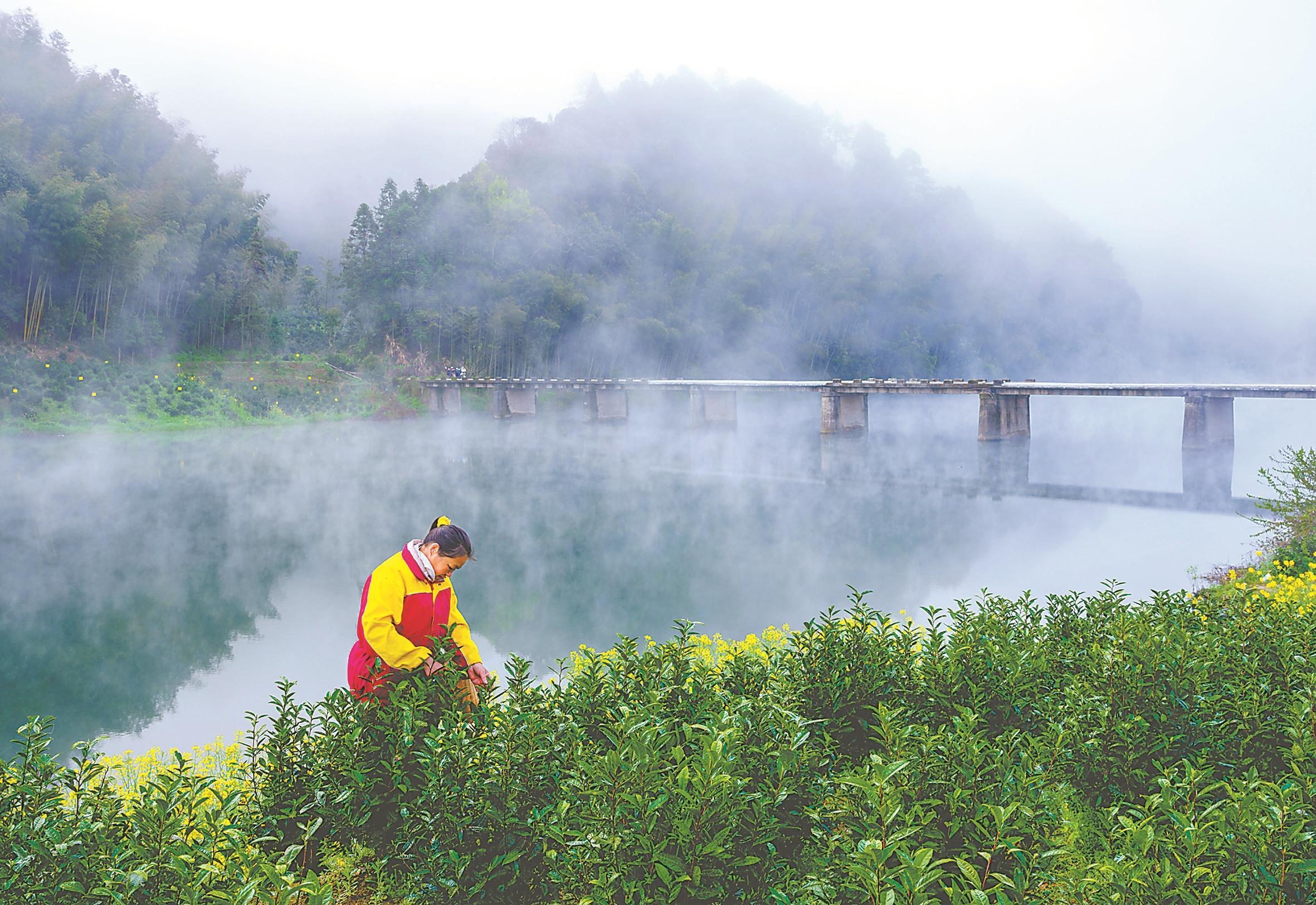 好看的图片 风景茶道图片