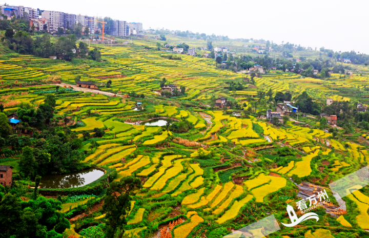 重庆万州区环境整治动起来村容村貌靓起来