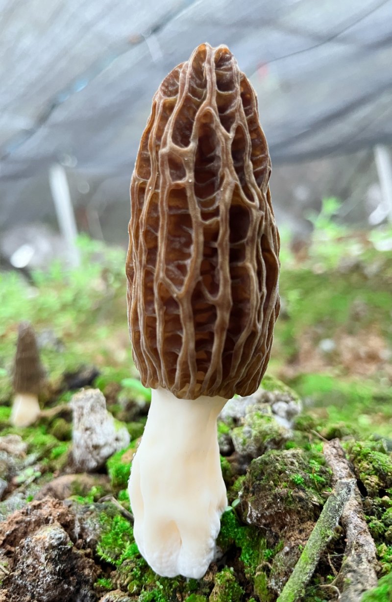 黔江羊肚菌鲜菌上市,快来品尝春天里的第一口鲜!