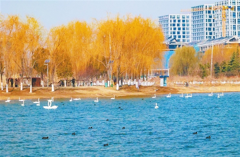 郑州北龙湖畔赏天鹅