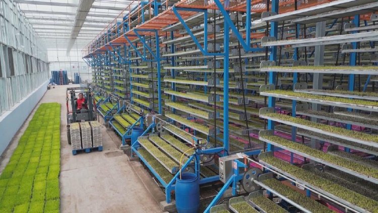 首页>永川新闻>正文在智能育秧工厂厂房的育秧育苗区,20多台大型智能