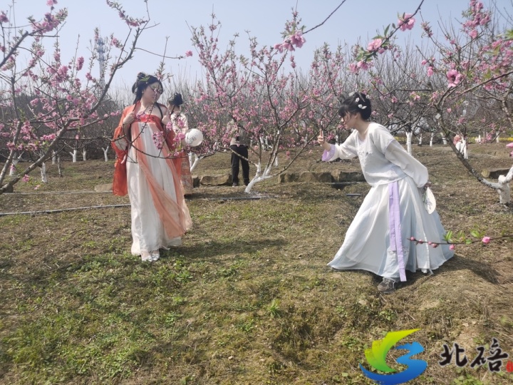 重庆北碚歇马桃花图片