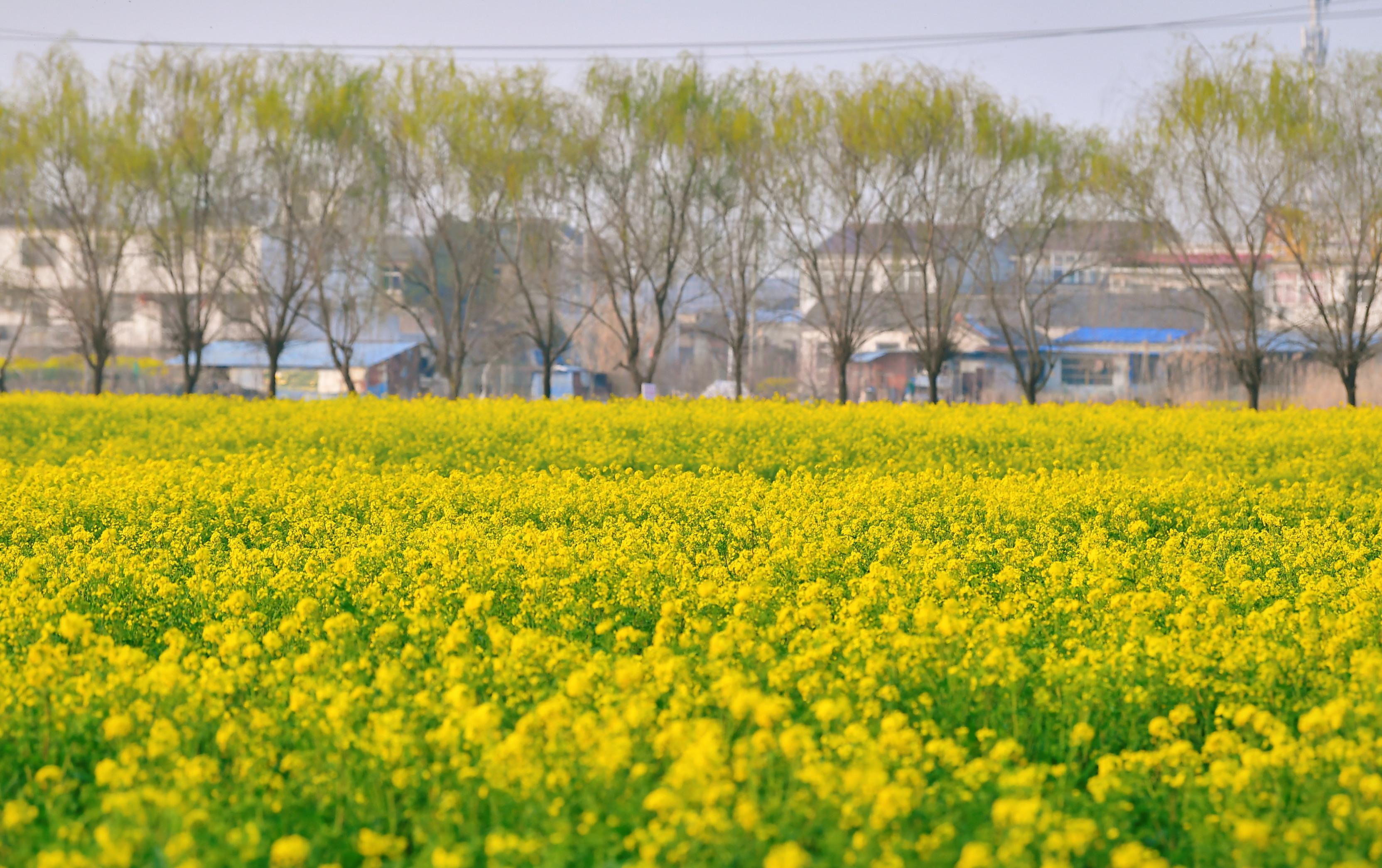 无为市花疃实景图图片