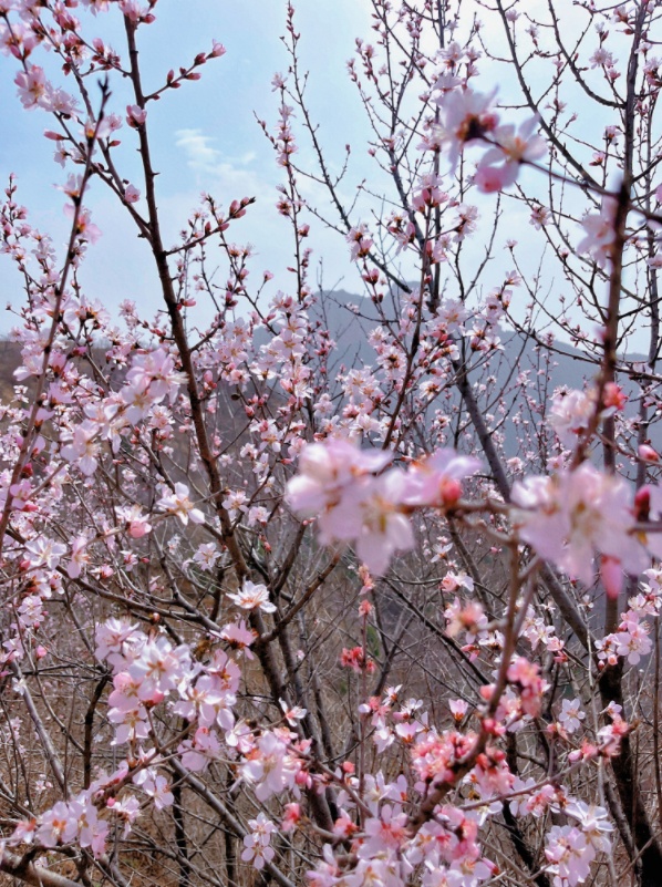 荆紫仙山桃花节图片