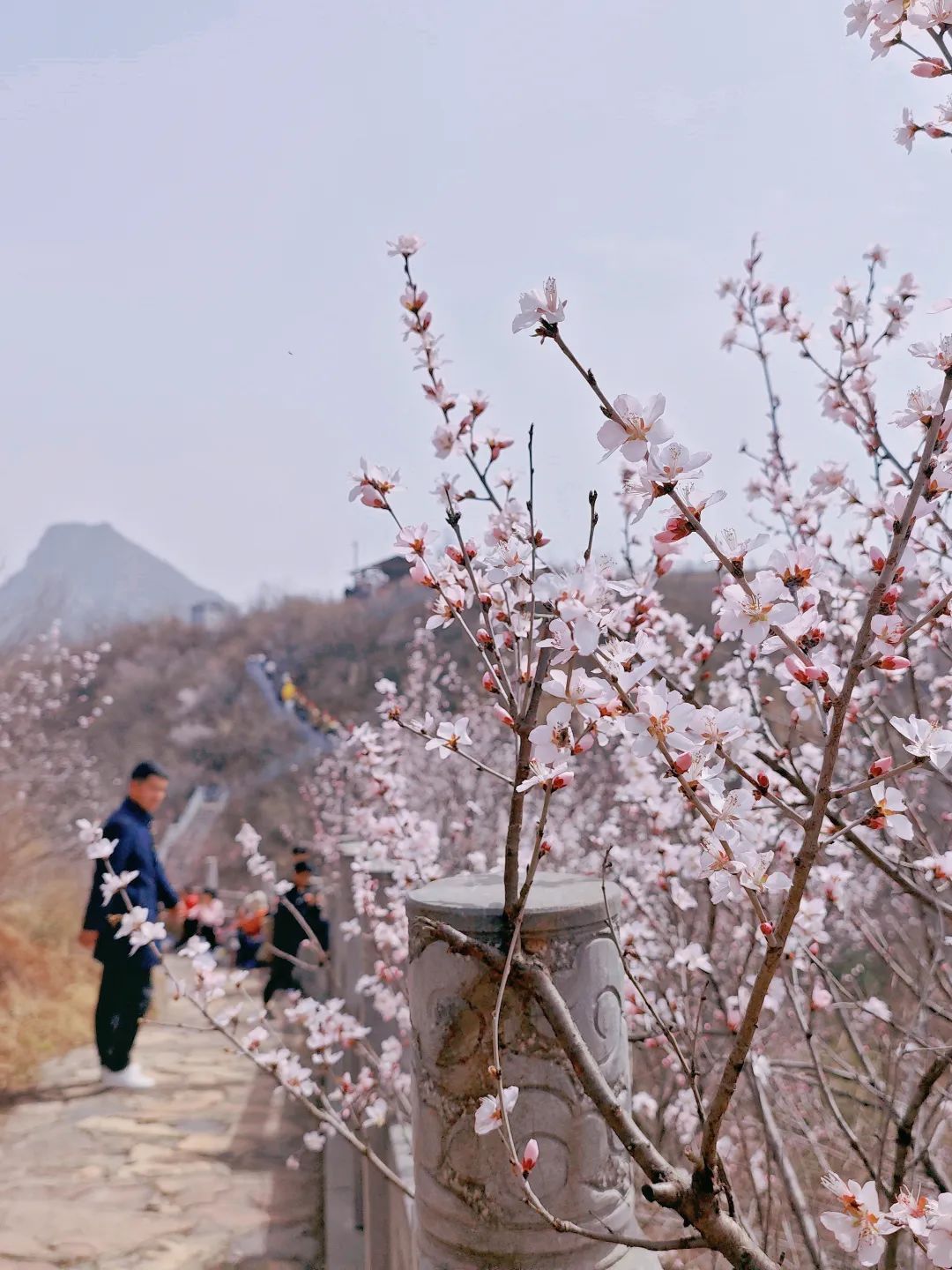 荆紫仙山桃花节图片