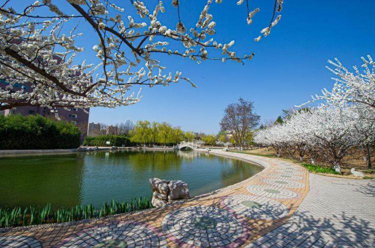 山东多所大学"开园",高校春日攻略在此!-上游新闻 汇聚向上的力量