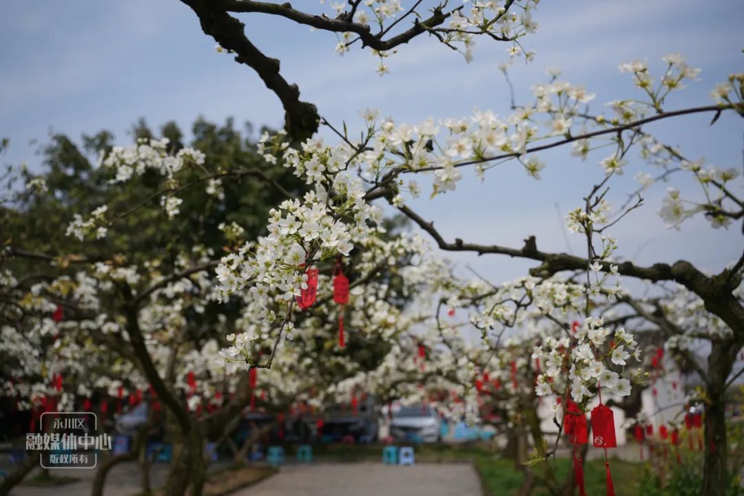 梨花节将持续到4月下旬期间还将开展文艺活动展演黄瓜山特产品展以及