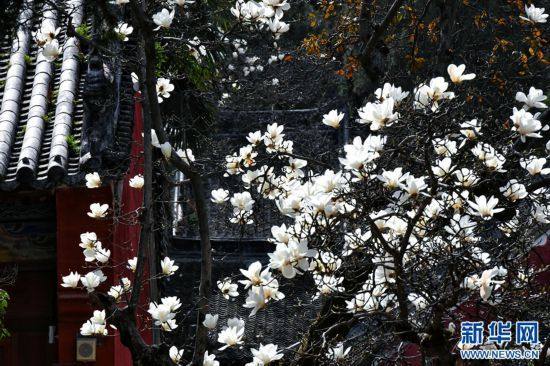 河南镇平:玉兰花开-上游新闻 汇聚向上的力量