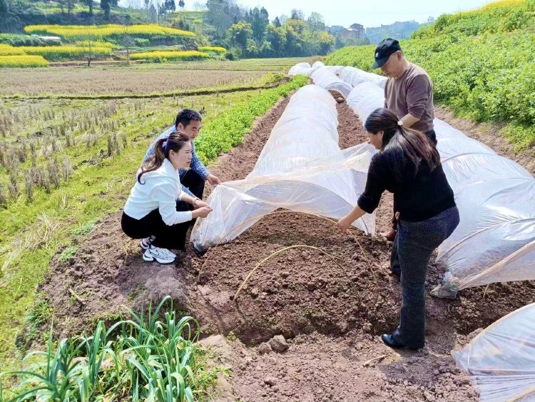 当好耕地监护人达州3958名田长共同守护耕基