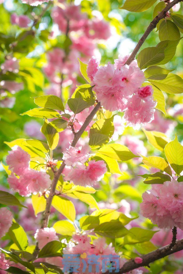 错过早樱别遗憾济南五龙潭晚樱进入最佳观赏期