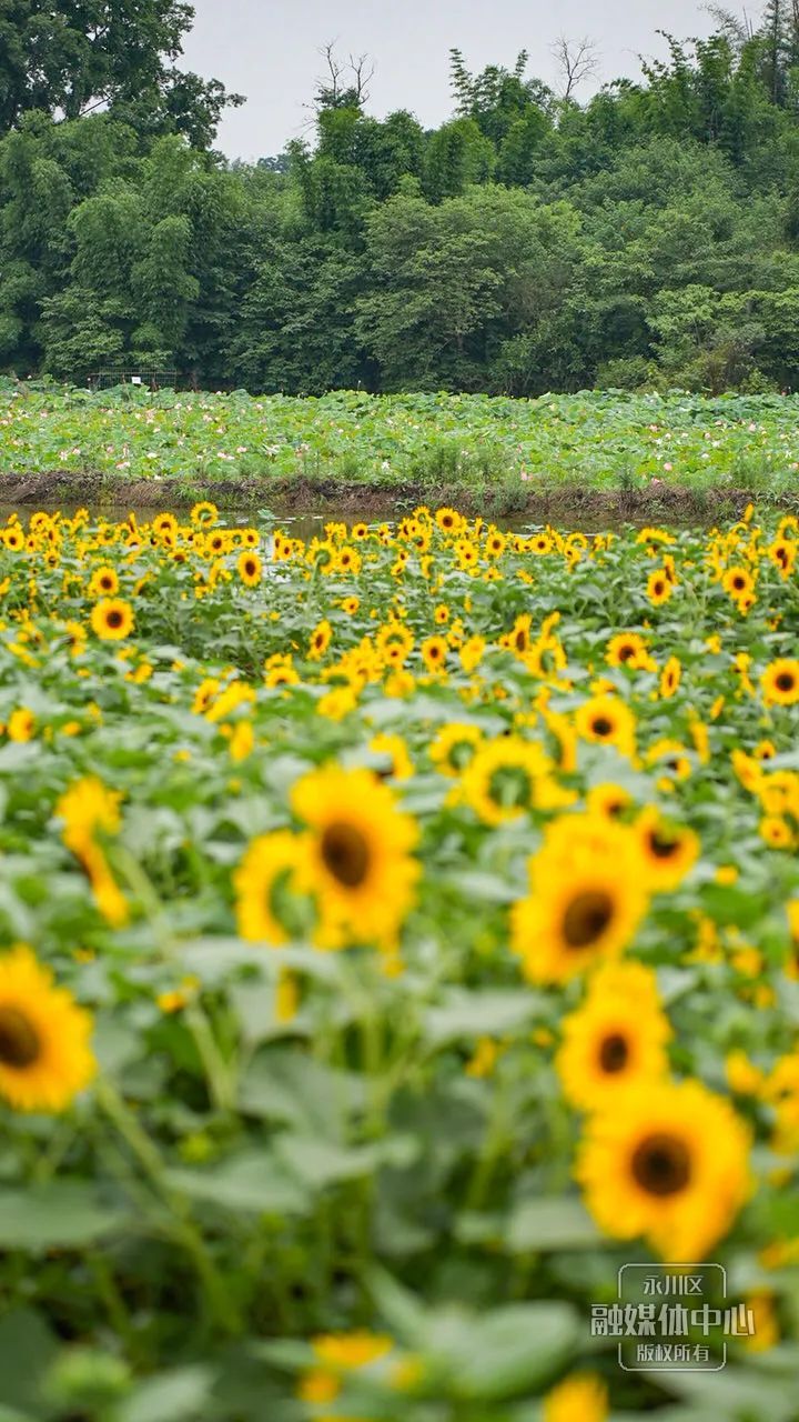 永川五间花海最好玩图片