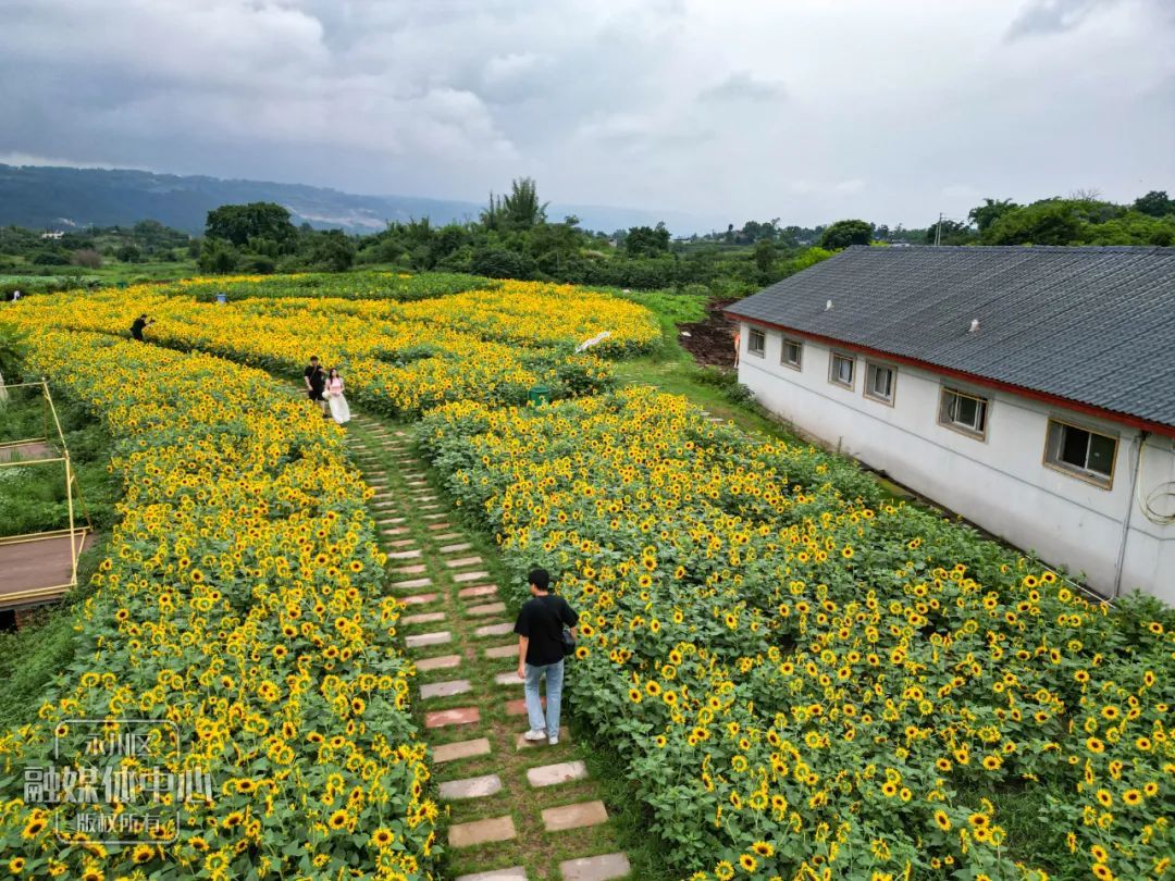 永川五间花海最好玩图片