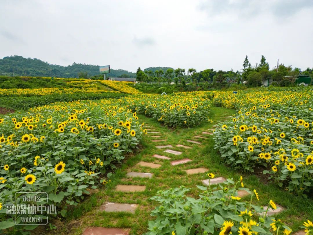 永川五间花海最好玩图片