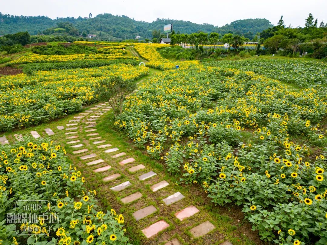 永川五间花海最好玩图片