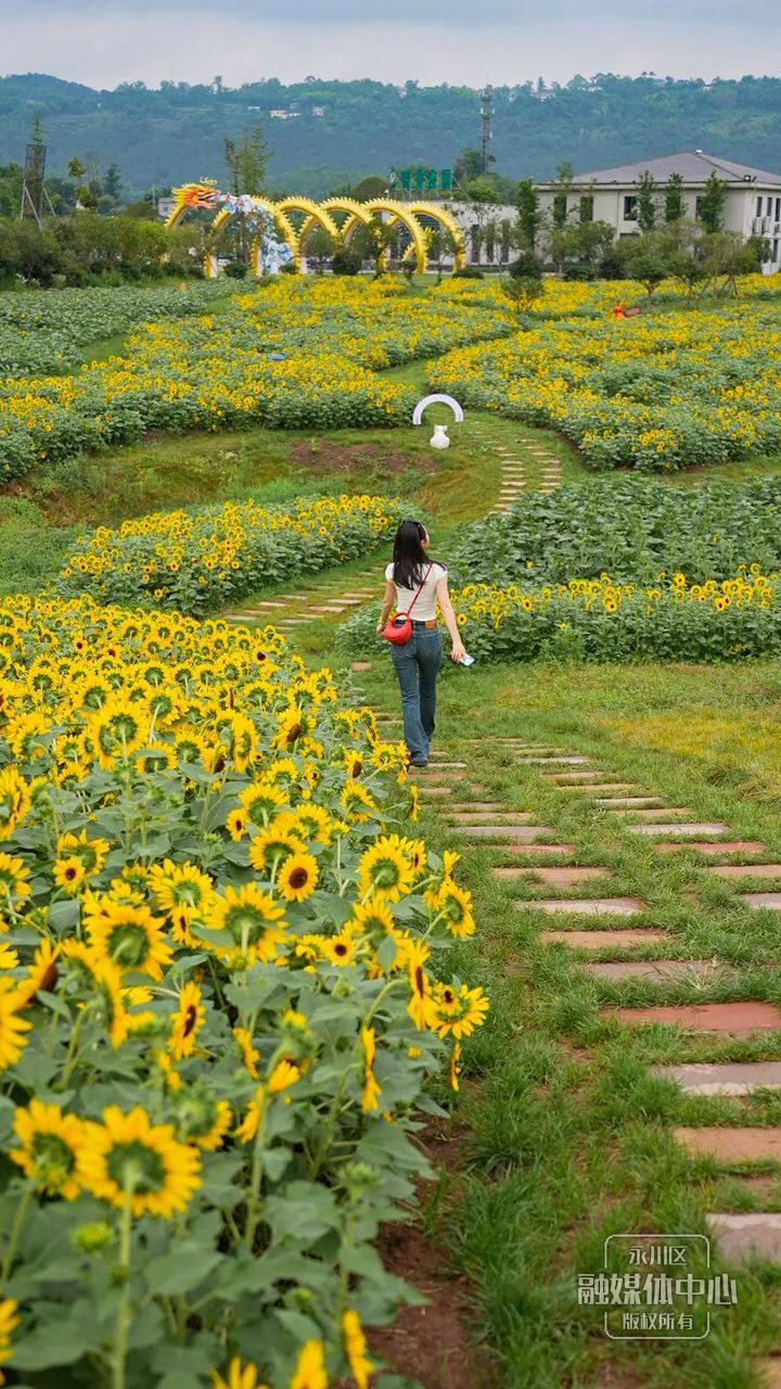 永川五间花海最好玩图片