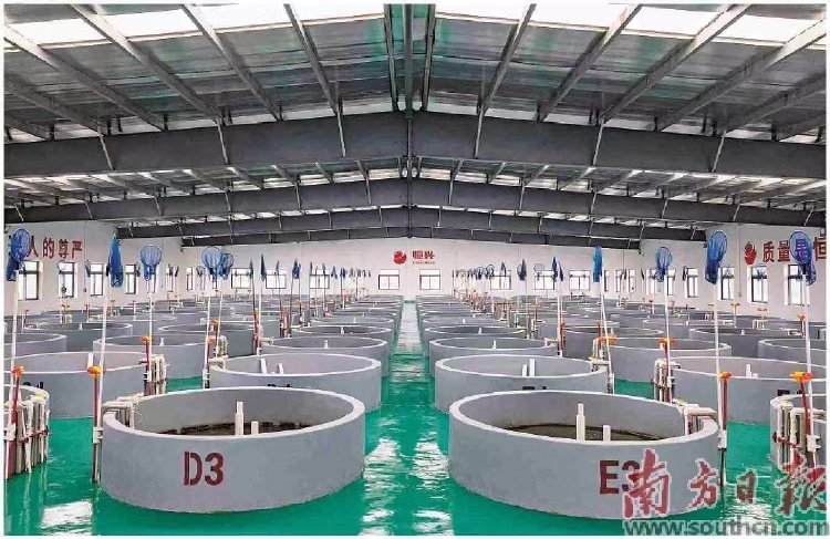 广东恒兴已带动4万多农户增收致富。图为该公司水产苗种场。 南方日报记者 梁钜聪 摄
