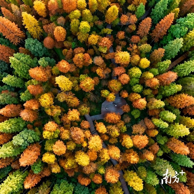 广东天井山国家森林公园。