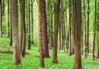 安徽：捐资造林超500亩可获冠名权