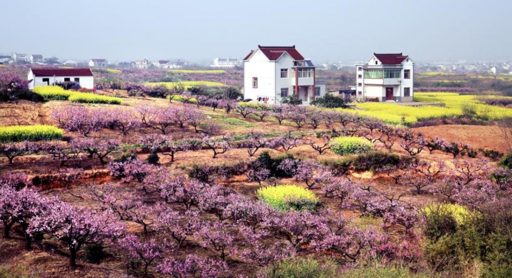 安徽当涂花有约春不误上青山正当时