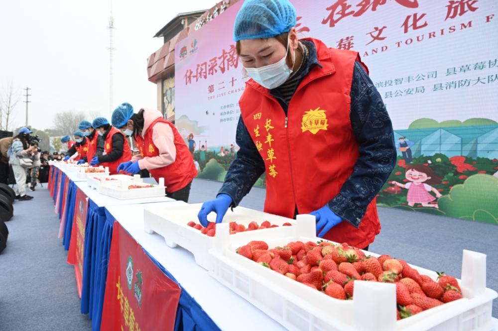 安徽合肥:第二十一届长丰草莓文化旅游节开幕