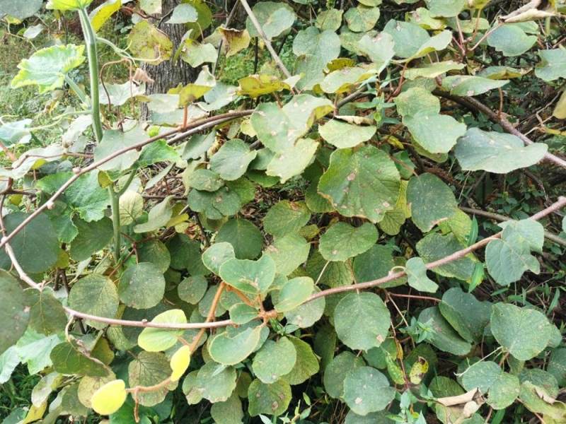 长势喜人!四面山发现国家二级保护野生植物中华猕猴桃