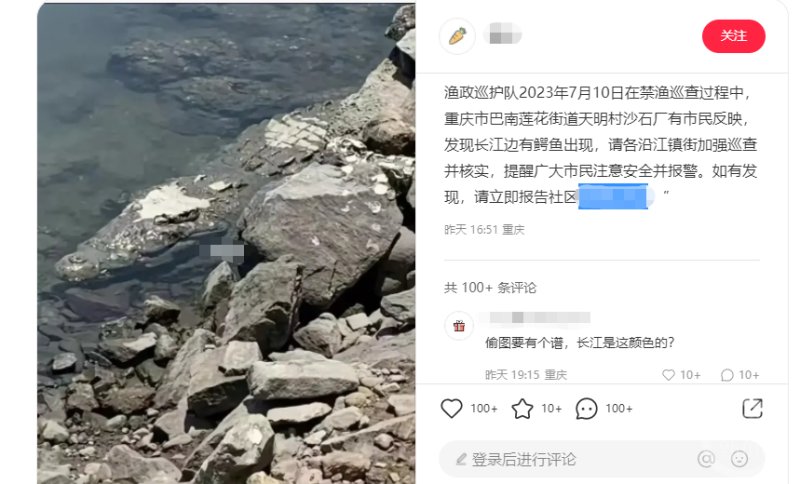 长江重庆巴南鱼洞段发现鳄鱼？多部门回应：暂未排查到-上游新闻 汇聚向上的力量