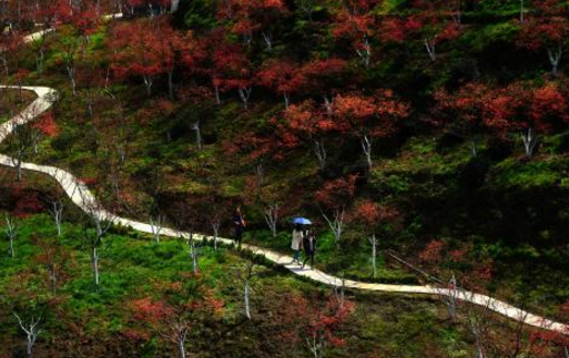 3月20日,重慶巴南區五洲園內的春季紅楓已悄然展葉,大面積的楓葉顏色