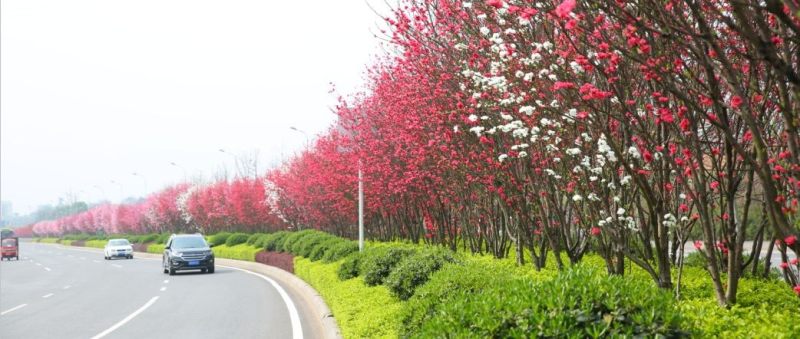 2019重庆铜梁原乡风情马拉松赛期间交通管制