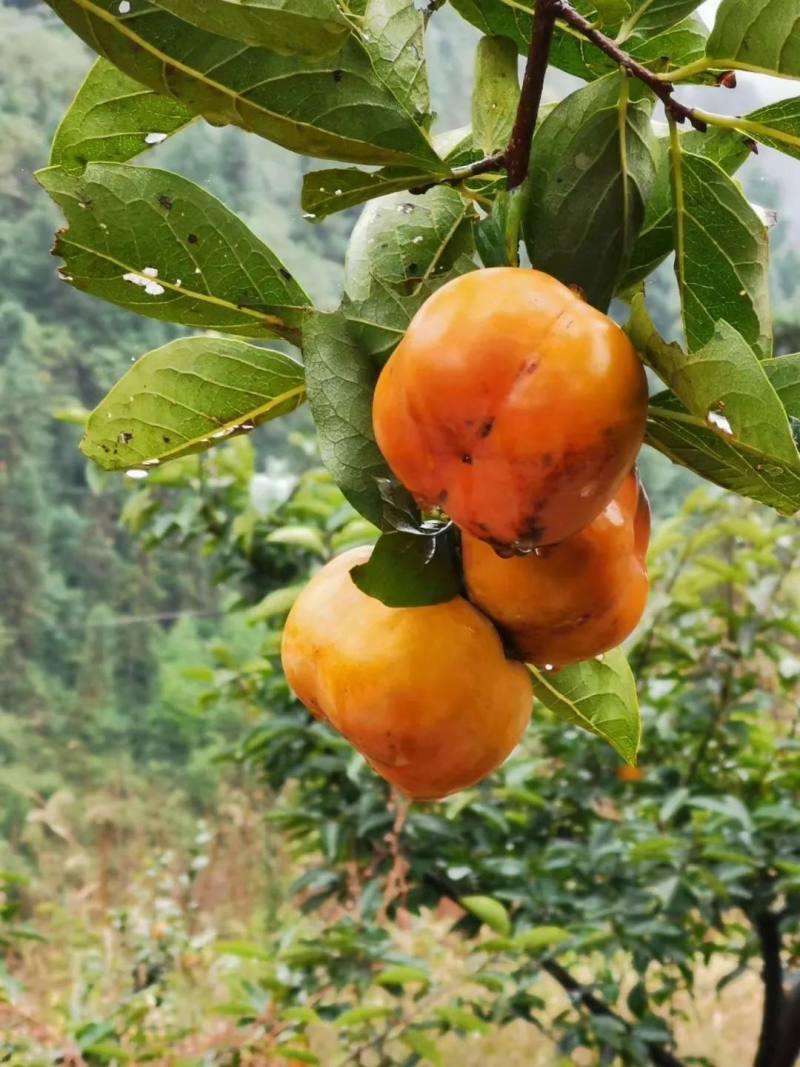 让人心生欢喜摇摇欲坠于醉人的秋风中如同一只只暖红的小灯笼越发饱满