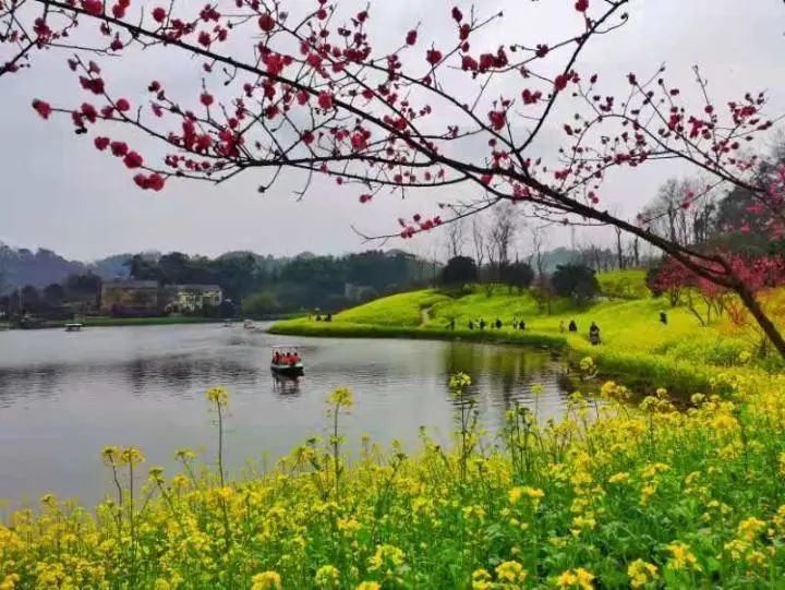 天坪山上油菜花开 踏春赏花好时节 