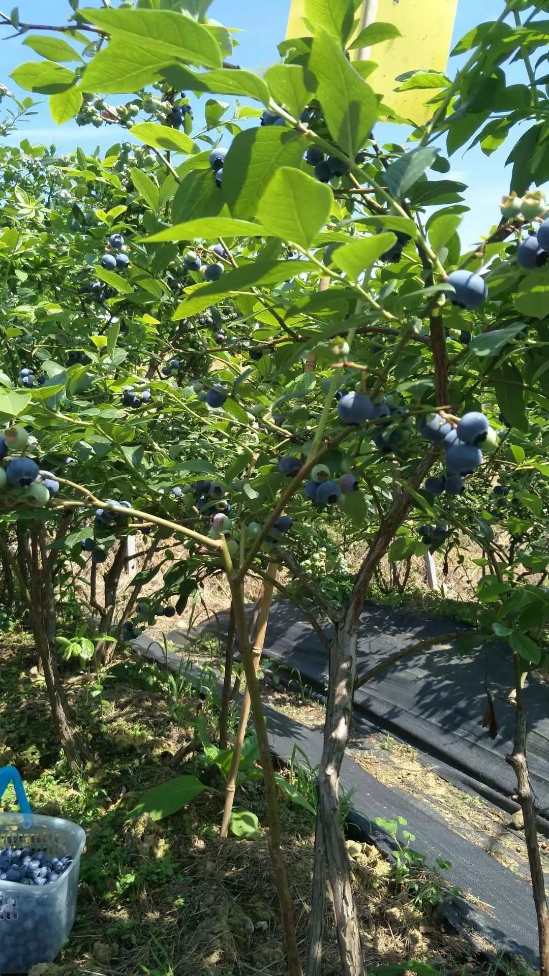 蓝莓树能长多大图片