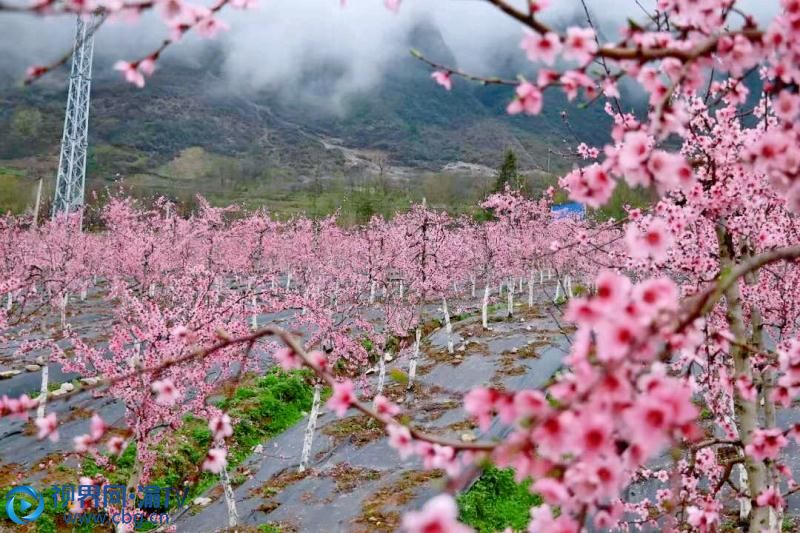 庙坝桃花源图片