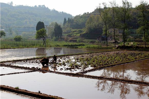 重慶市大足區高升鎮先進村村民正在田間地頭耕牛犁田,忙碌春耕生產