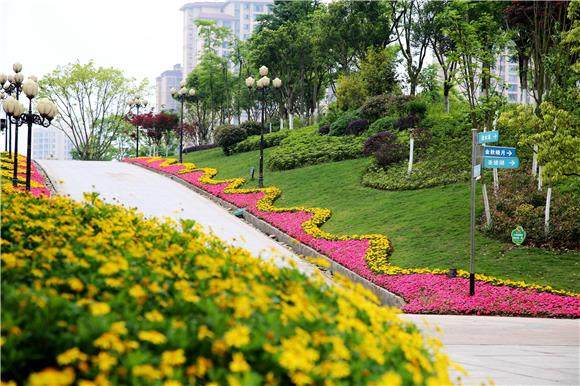 道绿化带初绽盛开或含苞待放的樱花,海棠等花卉,景观造型植物融为一体