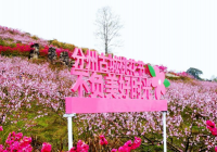赴一场春天之约，垫江鹤游分州古城首届桃花节开幕
