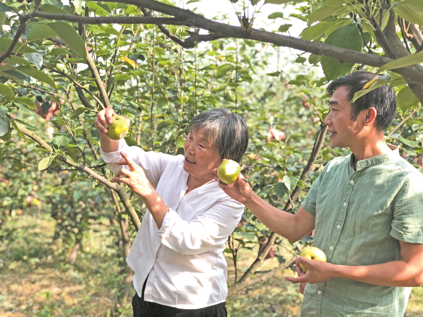 在通往西湖镇关胜村蜿蜒的乡村公路旁,梨子种植大户王登兴与妻子田维