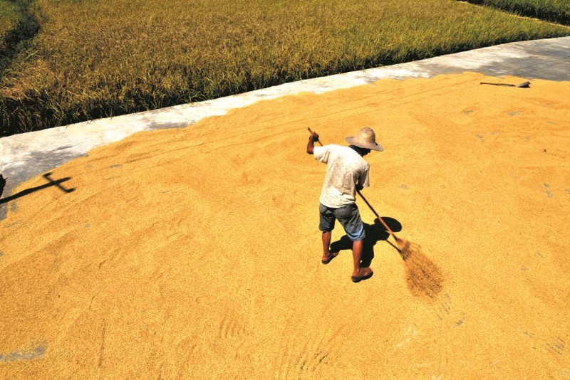 稻谷喜丰收 晒谷有讲究