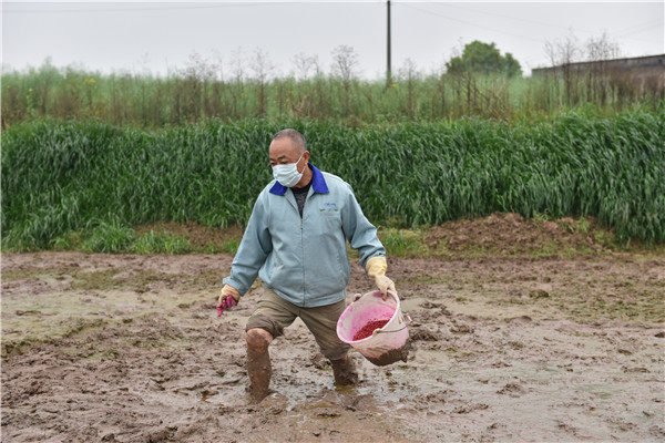 村民正在播撒种子.
